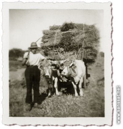 L'usage des engins agricoles n'apparut qu'aprs la seconde guerre mondiale, voil une cinquantaine d'annes. Auparavant c'tait comme cela que l'on devait travailler...