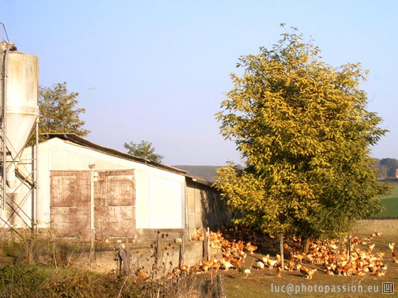 Elevage industriel de volailles � Lachenaud