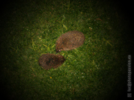 Rencontre de h�rissons au milieu de la nuit.