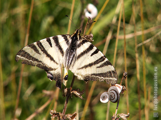 A Sanssat aussi, il y a des z�bres, d'abord !