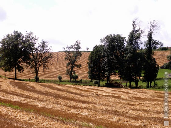 Aspect estival des champs.