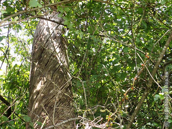 Colonne torse d'un arbre mort, au milieu des entrelacs d'arbustes et de lianes, au bord du chemin qui mme  Langy.