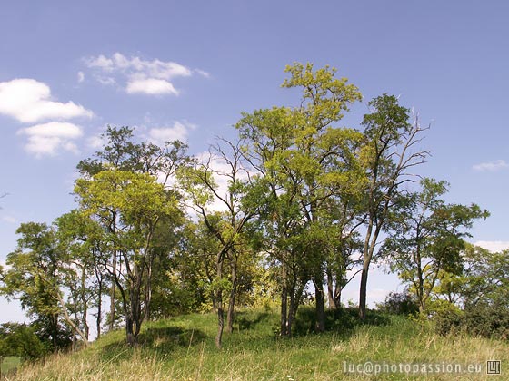 Les arbres au sommet de la Motte.