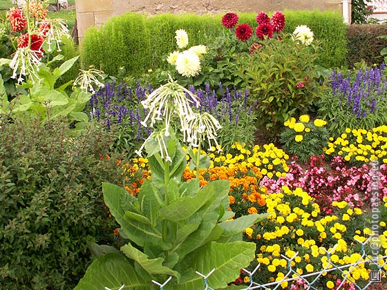 Feu d'artifice de couleurs et de formes dans le jardin de Lucien Grenier.