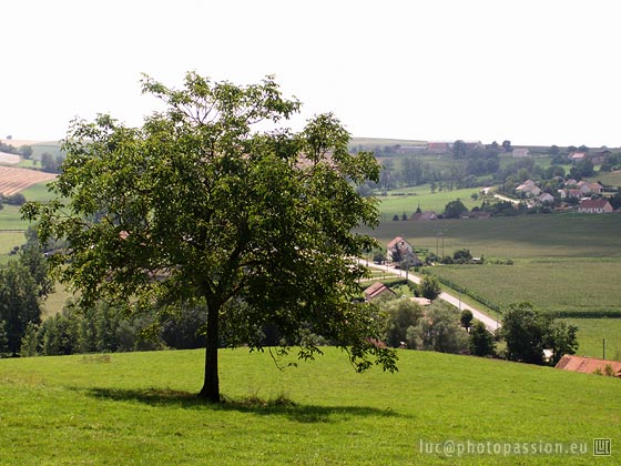 Le noyer vit bien en cette r�gion et l'on en voit un peu partout, au bord des chemin ou au milieu des champs.