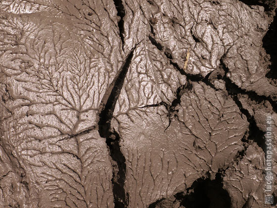 Boue extraite lors du creusement de l'tang de Lachenaud.